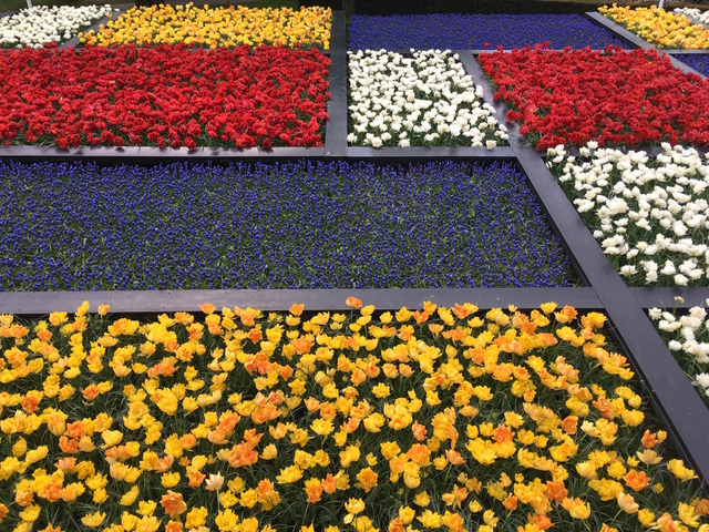 Mosaïculture avec des tulipes et des muscaris
