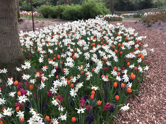 Narcisses, tulipes et jacinthes sous un arbre