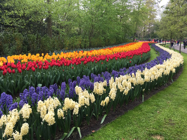 Rubans de tulipes et jacinthes