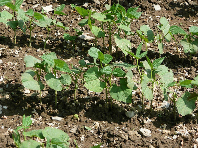 Quand et comment semer les fèves ?
