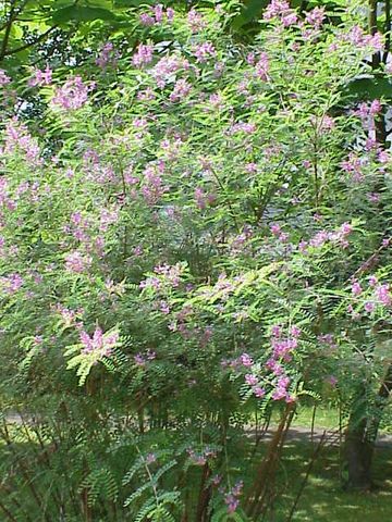 la magnifique Indigo arbuste Dureté dans le jardin et un dauerblüher