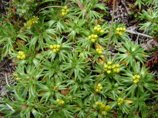 Azorella trifurcata : floraison