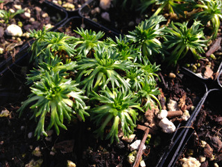 Azorella trifurcata 'Nana' - Jeune plant en godet