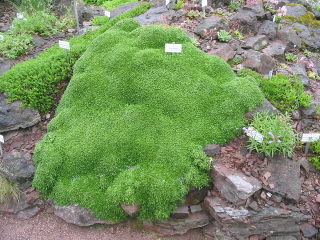 Azorella trifurcata en rocaille