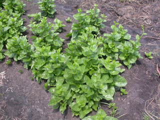 Baselle (Basella alba)