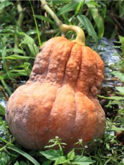 Courge musquée 'Shishi-ga-tani'