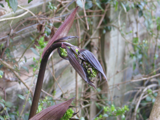 disporum longistylum night heron