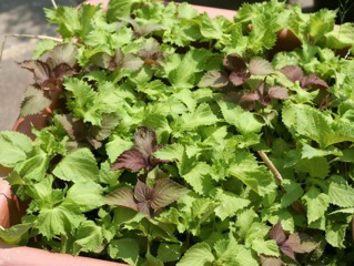 Shiso, périlla de Nankin