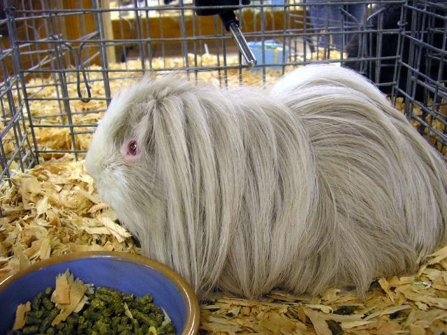 Cochon d'Inde péruvien