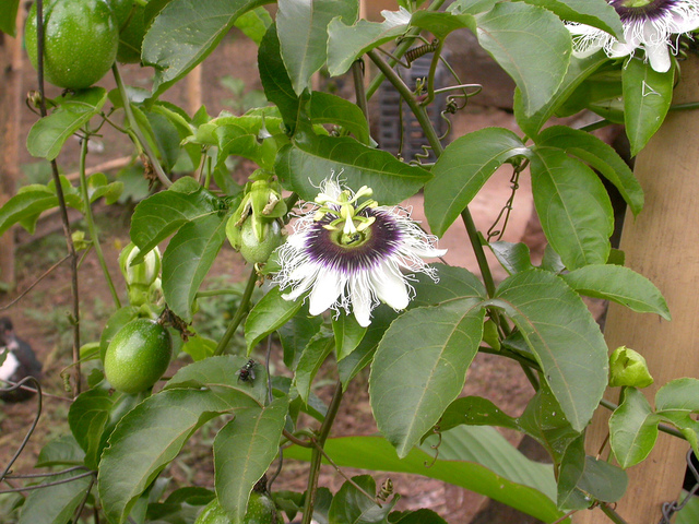 Fruit de la passion - Maracuja - Grenadille - Vente Passiflora edulis