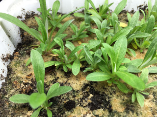 Semis d'edelweiss, Leontopodium alpinum