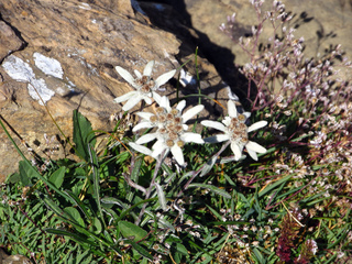 Leontopodium alpinum, edelweiss