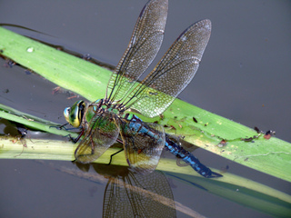 Libellule