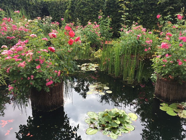 Rosiers au-dessus d'une pièce d'eau