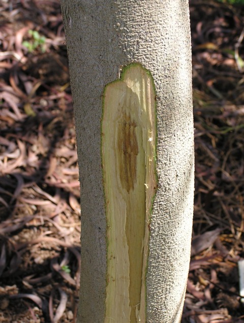 Tronc d'acacia : fusariose