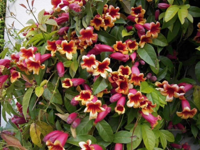 Bignonia capreolata