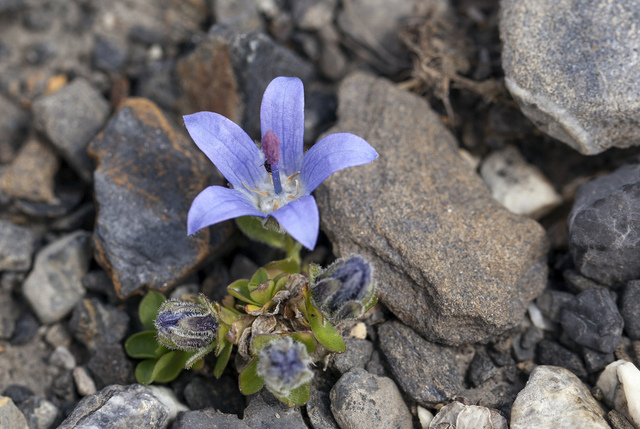 Campanule du Mont Cenis, Campanula cenisia