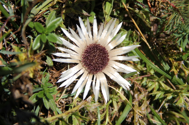 Carline acaule, Carlina acaulis