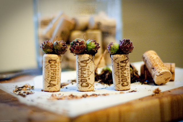 Succulentes miniatures plantées dans des bouchons