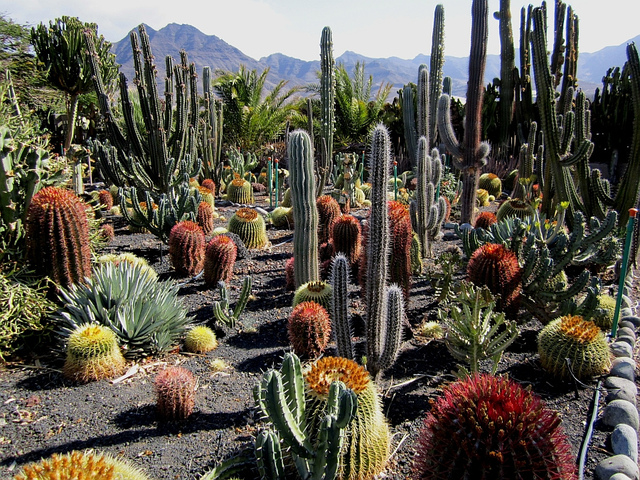 Cactus et succulentes aux Canaries