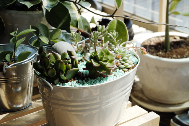 Succulentes dans un contenant métallique