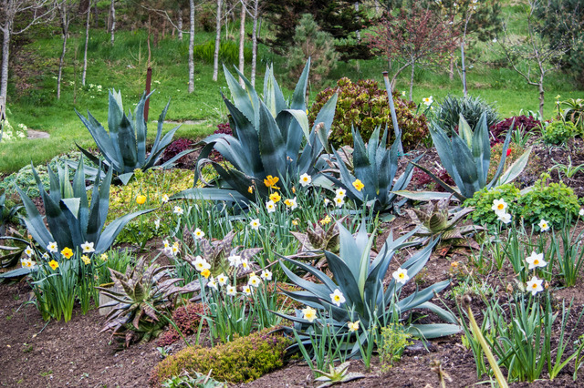 Aloe, agave et narcisse
