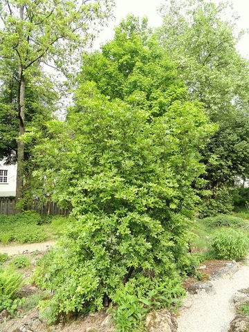 Eucryphia glutinosa