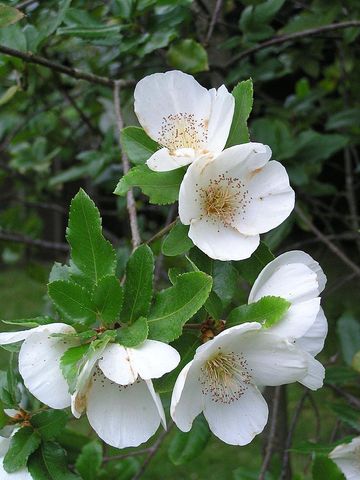 Eucryphia × nymansensis 'Nymansay'