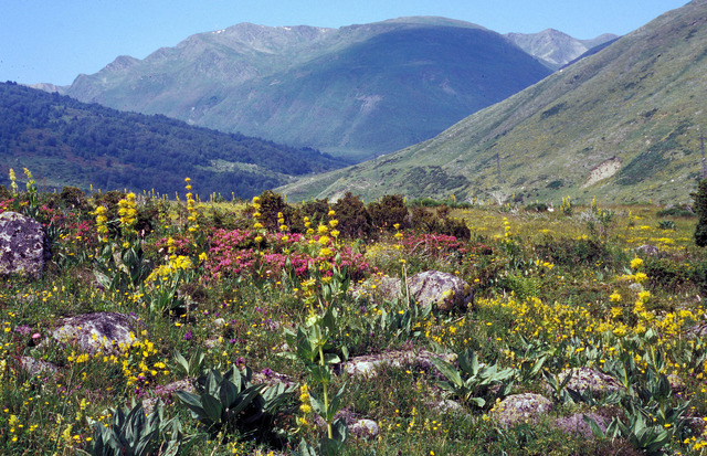 Fleurs De Montagne Pyrénées Flore De Montagne