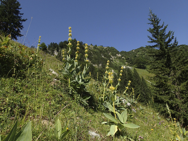 Gentiane jaune, Gentiana lutea