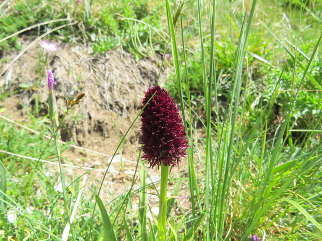 Nigritelle noire, Gymnadenia rhellicani