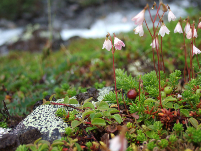 Linnée boréale, Linnaea borealis