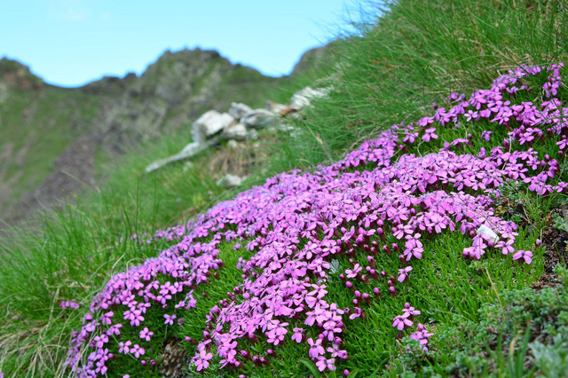 Silène acaule, Silene acaulis