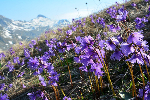 Soldanelle des Alpes, Soldanella alpina