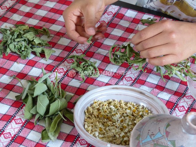 Effeuillage de la verveine officinale