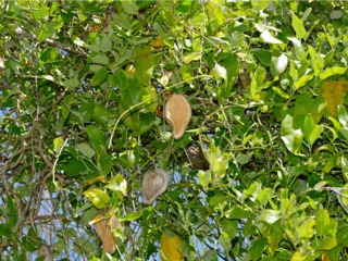 Araujia sericifera