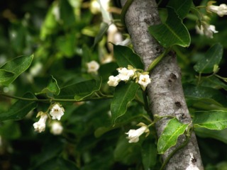 Araujia sericifera grimpant sur un arbre