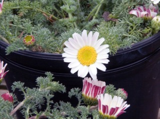 Camomille marocaine, Anacyclus pyrethrum