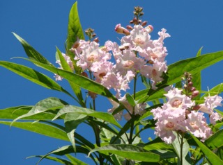 Fleurs de chitalpa tashkentensis