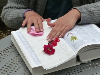 Disposition des fleurs sur le papier