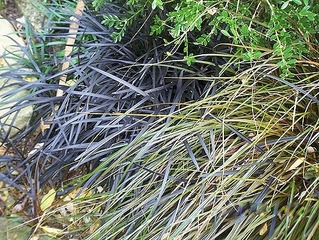 Ophiopogon (gauche) et Uncinia rubra (droite)