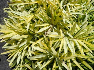 Pleioblastus viridistriatus