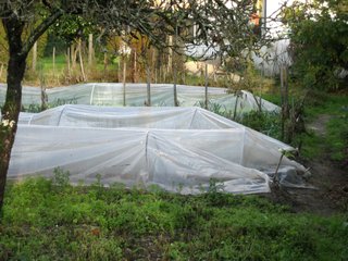 Tunnels de protection au potager