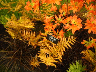 Uncinia rubra, dryopteris et azalée orange