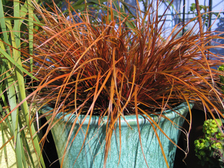 Uncinia uncinata en pot
