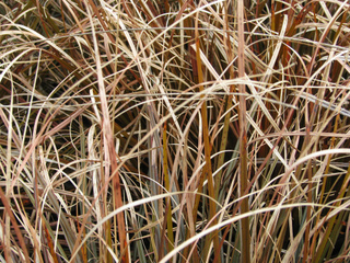 Uncinia uncinata