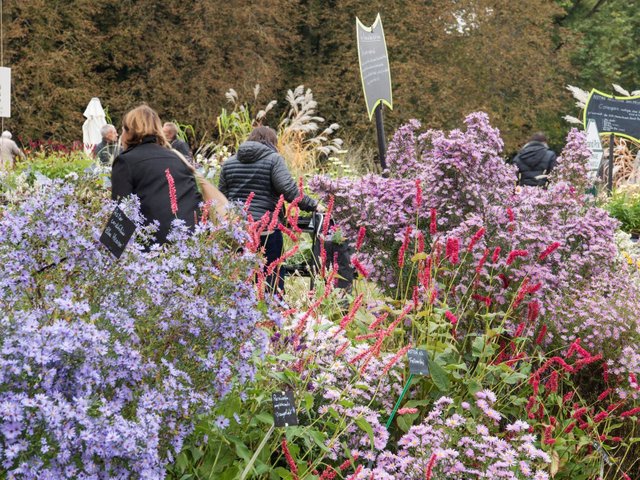Fête des plantes de Chantilly - vivaces