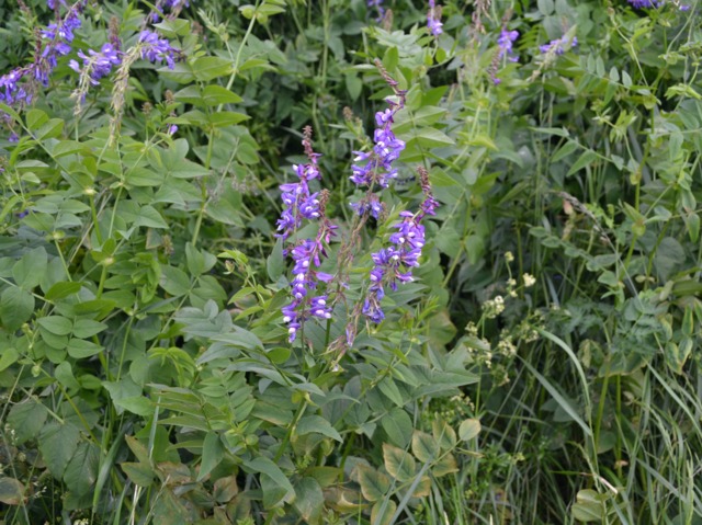 Galega officinalis