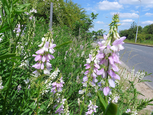Galega officinalis en bord de route