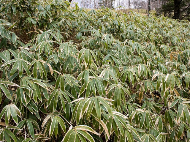 Sasa veitchii à feuillage panaché en sous-bois